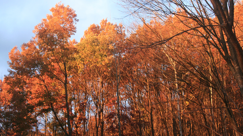 秋の夕日(2013.11.14)
