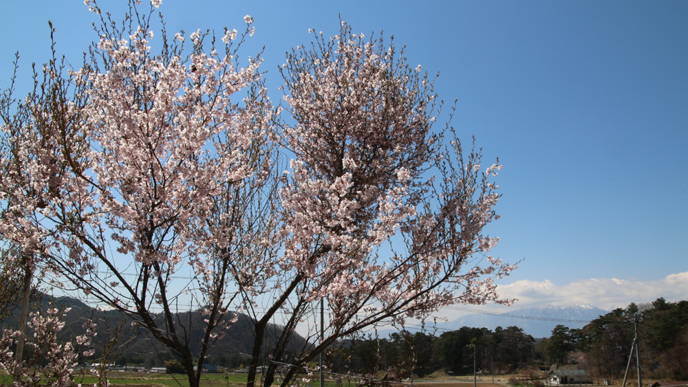 ようやく桜（フジザクラ）が咲いた(2014.4.24)