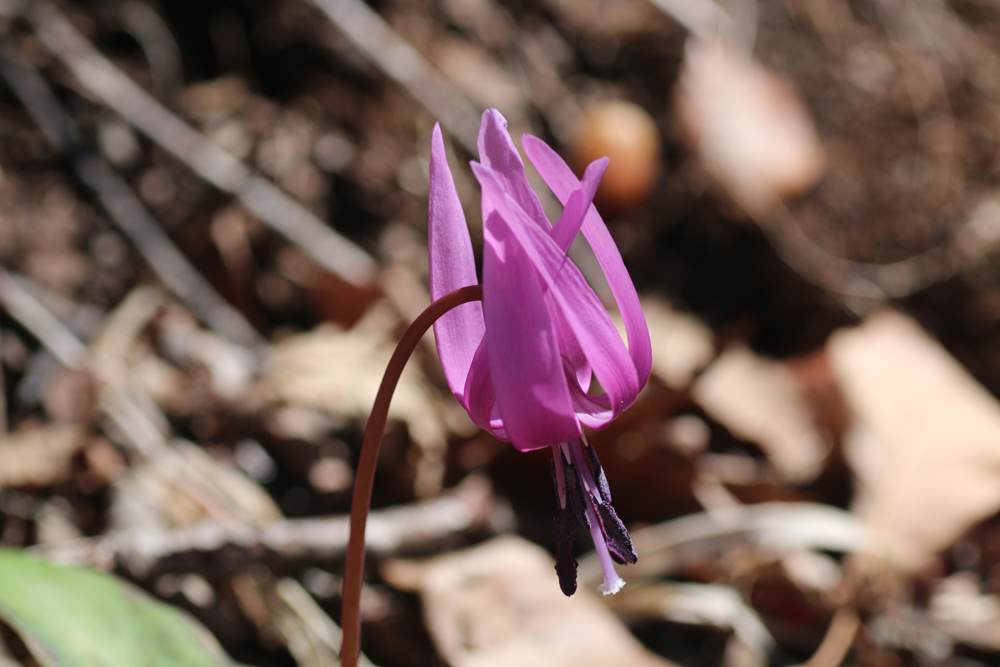 春の妖精カタクリ(2014.3.31)