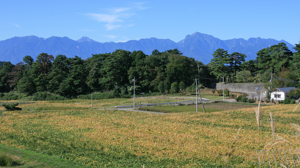 色づく豆畑と南アルプス(2012.9.26)