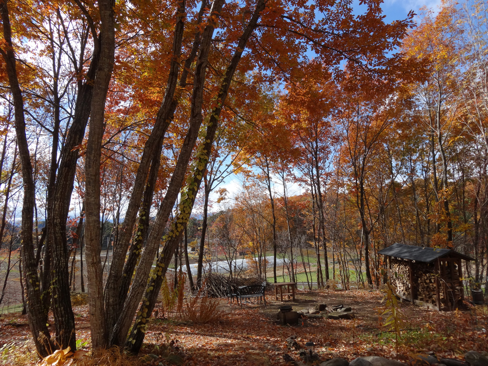 深まる秋２(2012.11.12)