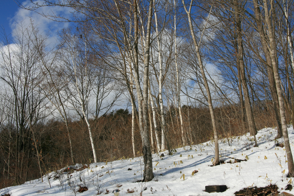 冬のアダージョの森(2012.1.23)