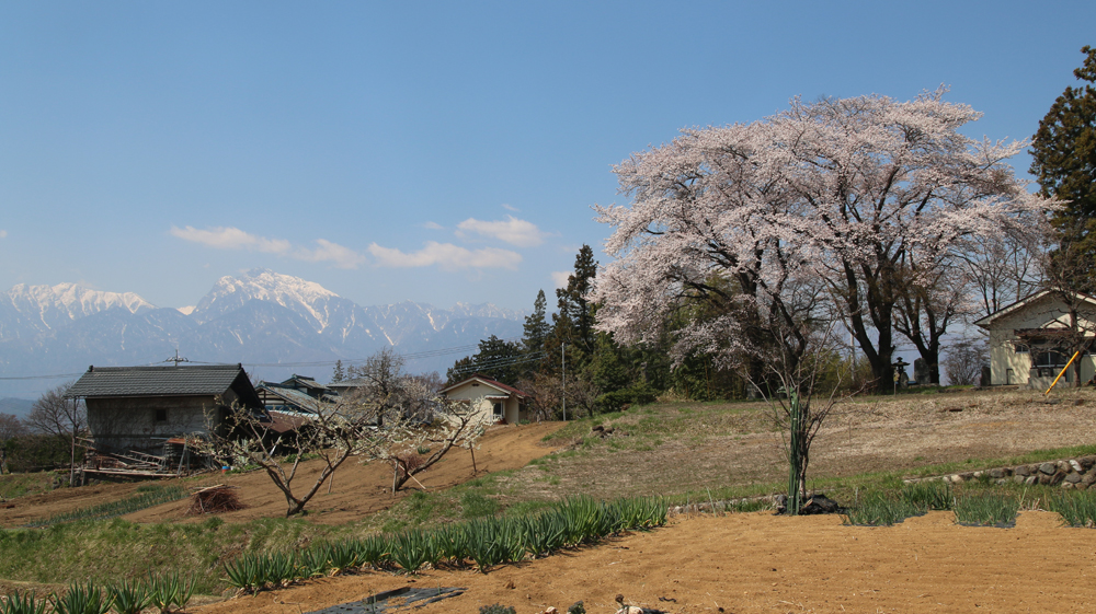 村の春(2014.4.13)