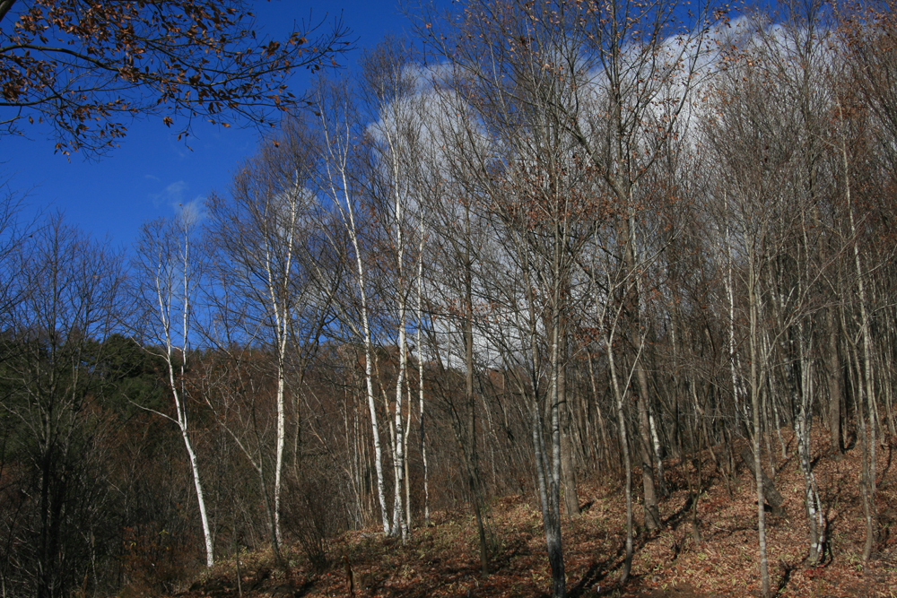 初冬のアダージョの森(2011.11.24)