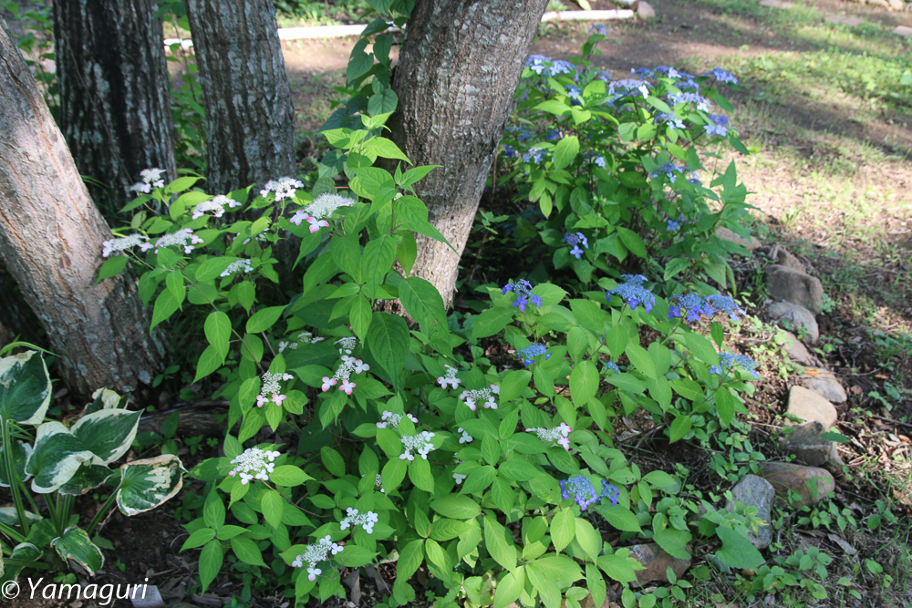 ７月のアダージョの森（２０１４年）
