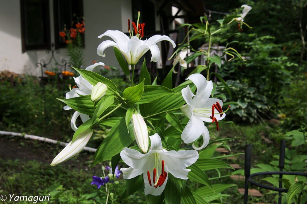 ８月のアダージョの森（２０１４）