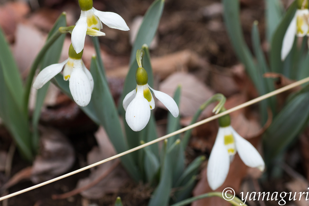 ３月のアダージョの森（２０１５）