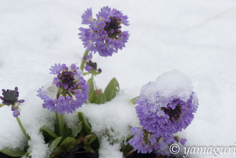 ４月のアダージョの森　その１（２０１５）