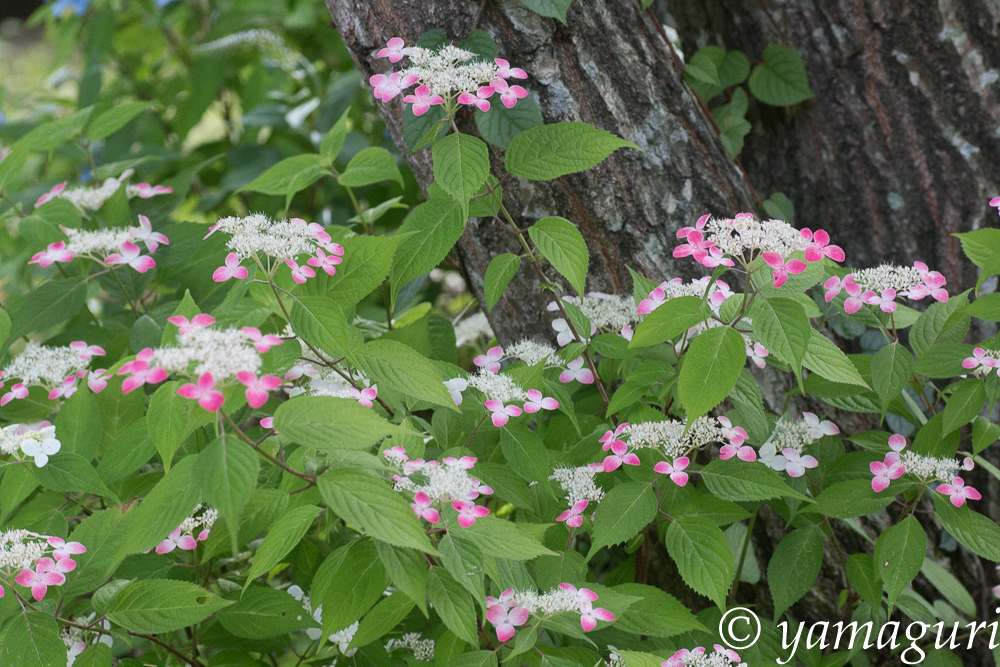 ヤマアジサイが咲き誇る（2015/7）