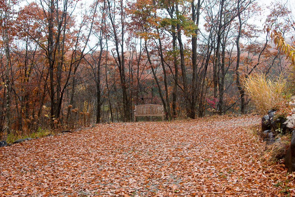 落ち葉に埋もれたアダージョの森（2015/11）
