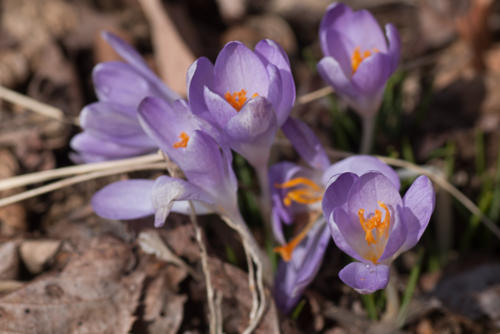 クロッカス