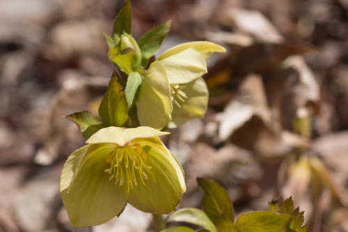 クリスマスローズ