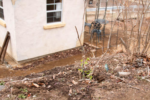 クレマチス・ロマンチカの植え付け