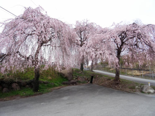 大豆生田の枝垂桜