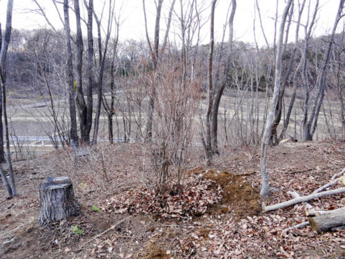 ミツバツツジ移植