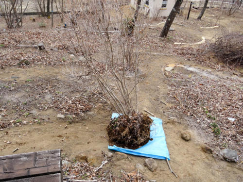 ミツバツツジ移植