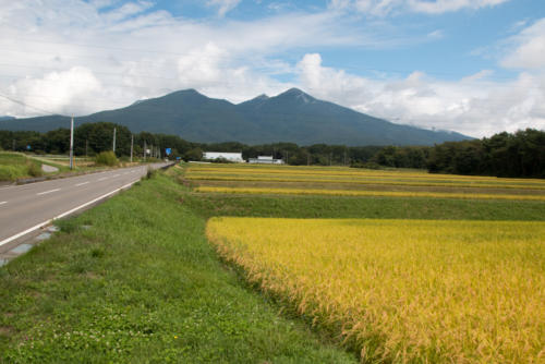 八ケ岳　収穫前の稲